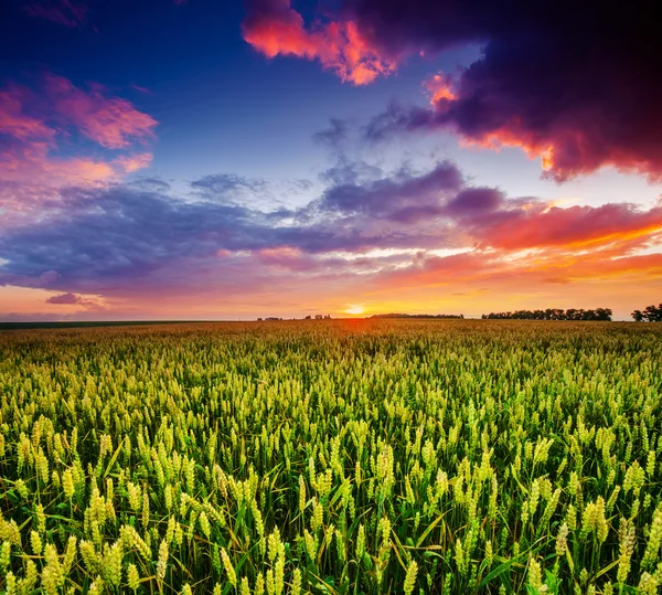 Fantastische Weizenfeld bei Sonnenuntergang — Stockfoto