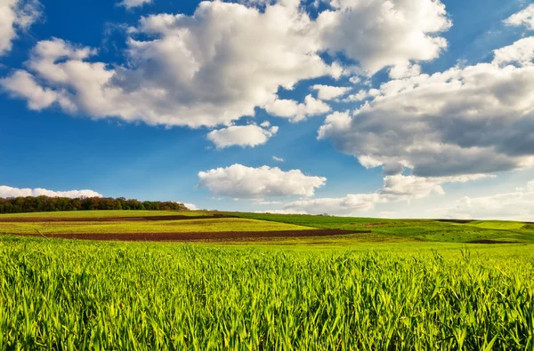 Beautiful field with blue sky — Stock Photo, Image