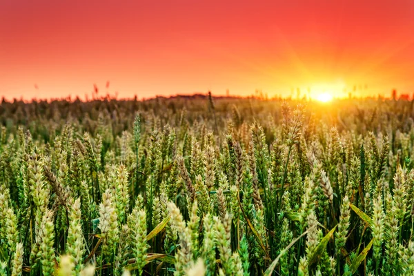 Campo de trigo ao pôr do sol — Fotografia de Stock