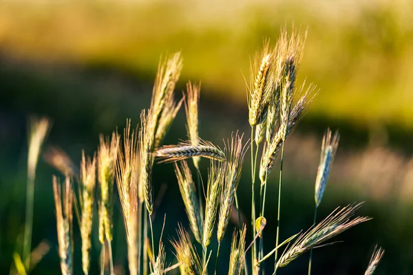 Gold wheat field — Stock Photo, Image