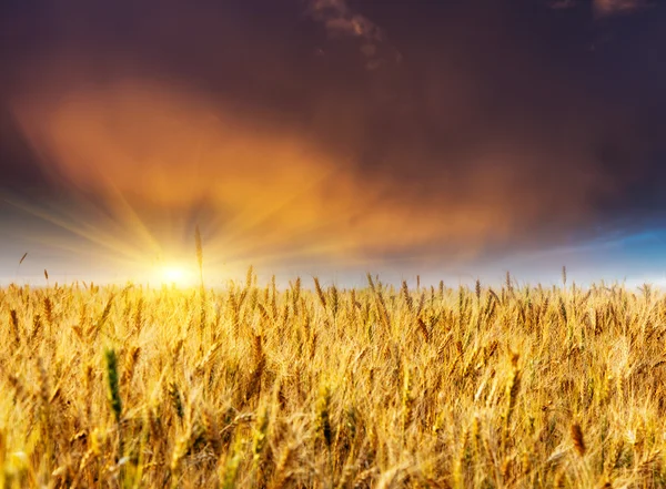 Wheat field at the sunset — Stock Photo, Image