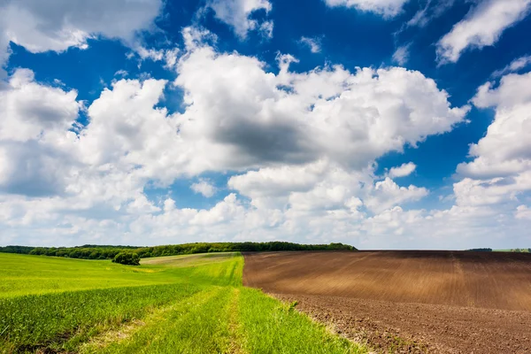 Sunny day in field with sky — Stock Photo, Image