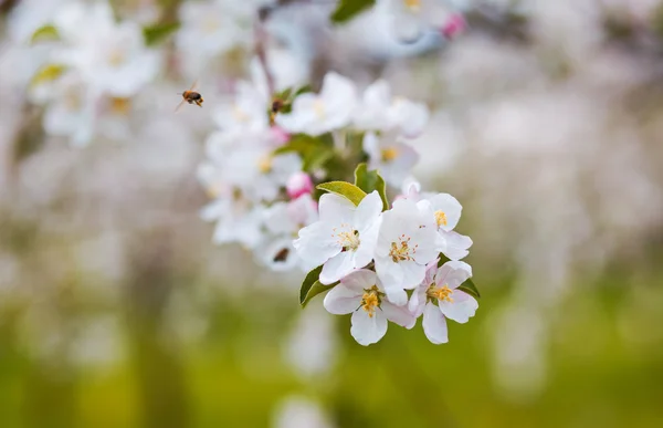 Apfelbaumzweig — Stockfoto