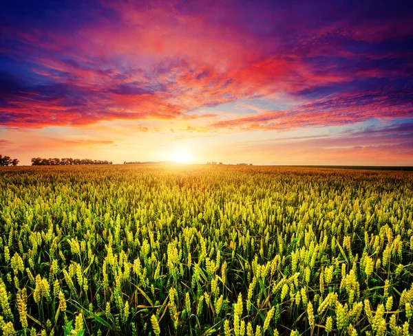 夕暮れ時の麦畑 — ストック写真