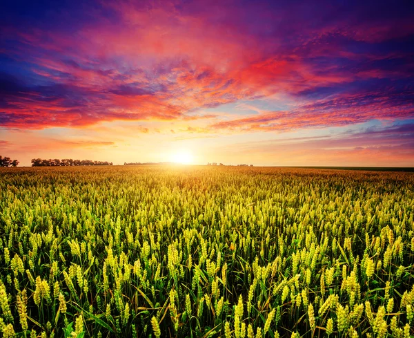 Wheat field at sunset — Stock Photo, Image