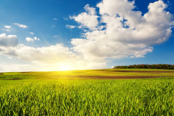 Zonnige dag in veld met blauwe hemel — Stockfoto
