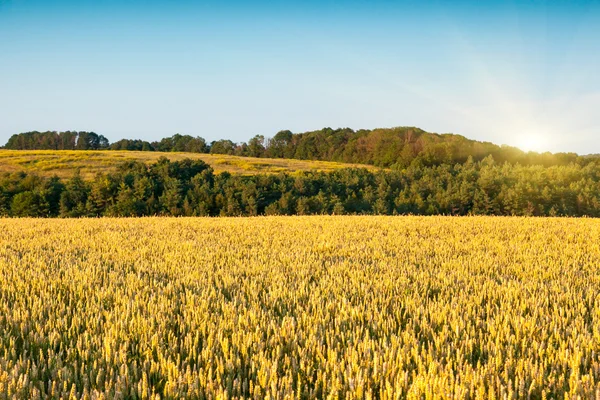 Tarweveld en blauwe lucht — Stockfoto