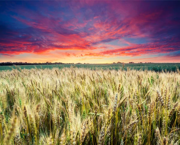 Fantastické pšeničné pole při západu slunce — Stock fotografie