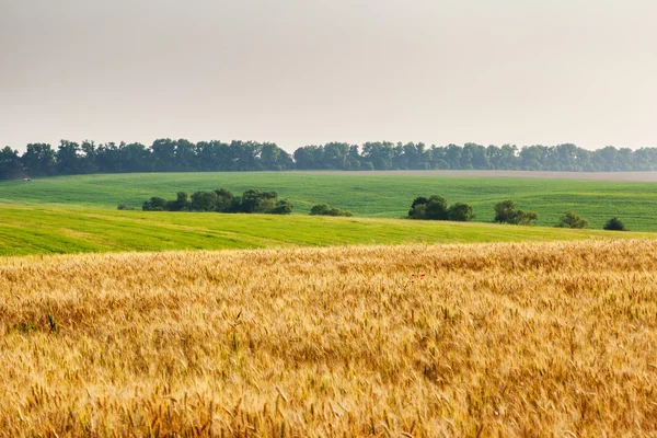 Tarweveld en blauwe lucht — Stockfoto