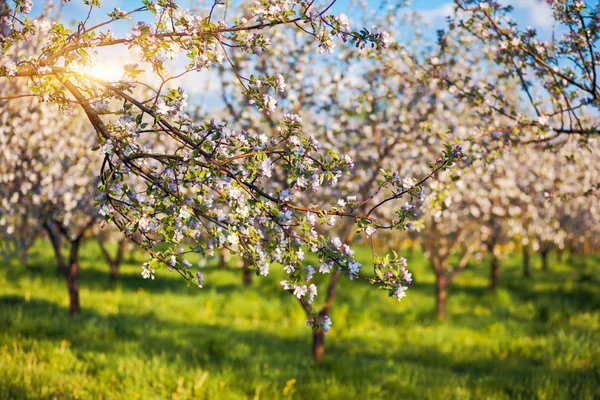 Apple tree — Stock Photo, Image