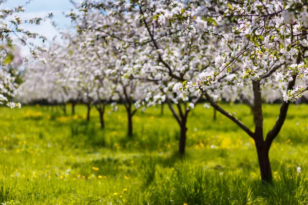 Apple trees — Stock Photo, Image