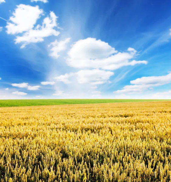 Campo de trigo y cielo azul —  Fotos de Stock