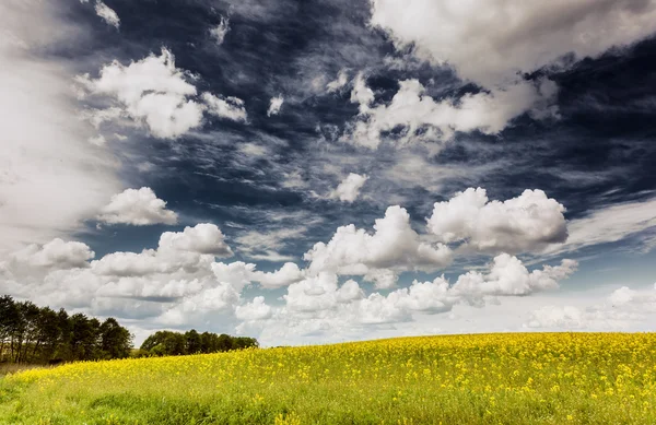 Flowers and blue sky with fluffy clouds — Stock Photo, Image