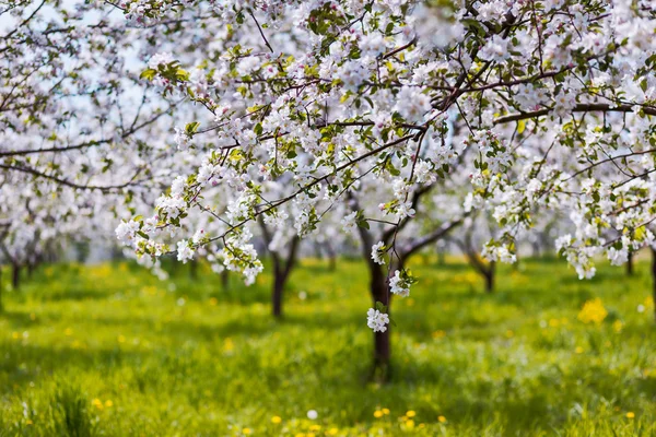 Albero di mele in fiore — Foto Stock