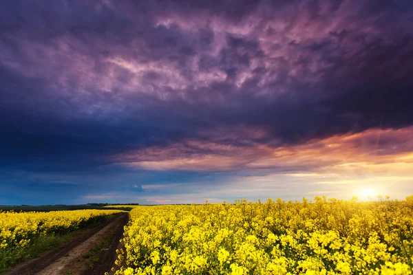 Field at dramatic overcast sky — Stock Photo, Image