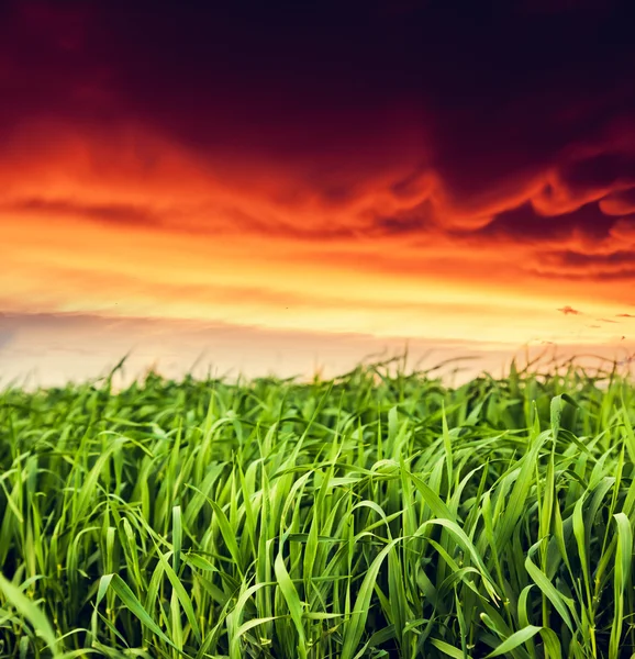 Campo fantástico ao pôr do sol — Fotografia de Stock