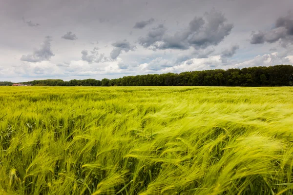 Groen veld en lucht — Stockfoto