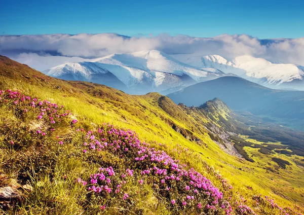 Rhododendron flowers on summer mountain — Stock Photo, Image