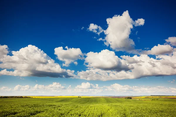 Field with white fluffy clouds — Stock Photo, Image