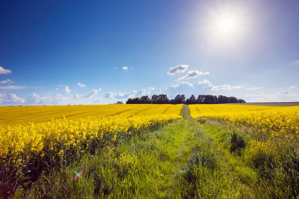 Blommor och blå himmel — Stockfoto