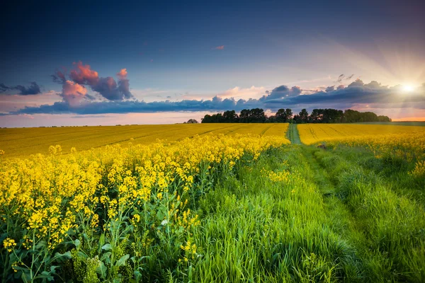 Fantastiska fältet — Stockfoto