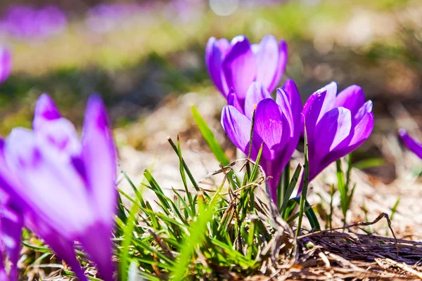 Purple crocus flowers — Stock Photo, Image