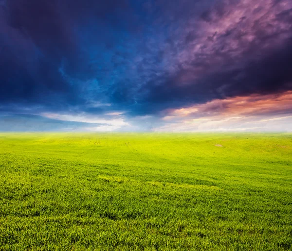 Campo verde al atardecer —  Fotos de Stock