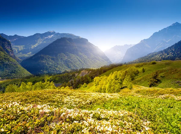 Rhododendron květiny na alpských svazích — Stock fotografie