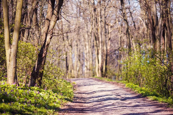 Pad in het voorjaar bos — Stockfoto