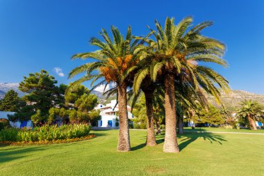 tropikal Hindistan cevizi avuç içi