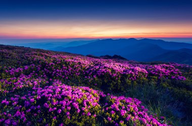 sihirli pembe ormangülü çiçek