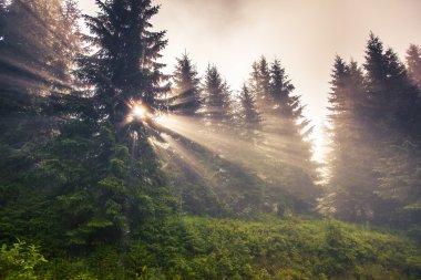 güneş ışığı yeşil orman