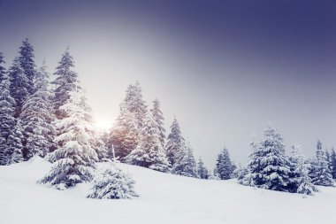 Muhteşem kış manzarası.