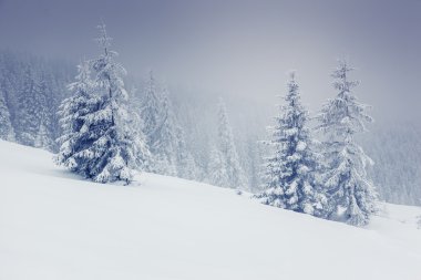 Muhteşem kış manzarası