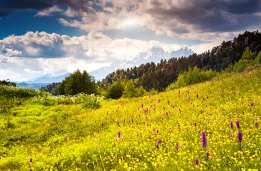 alpine meadows güzel görünümü
