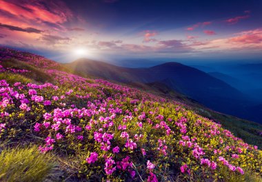 Pembe Rhododendron çiçekleri
