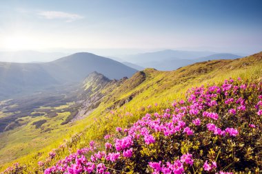 Pembe Rhododendron çiçekleri