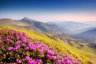 Pembe Rhododendron çiçekleri