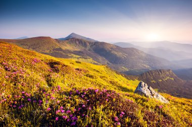 Pembe Rhododendron çiçekleri