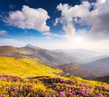 Pembe Rhododendron çiçekleri