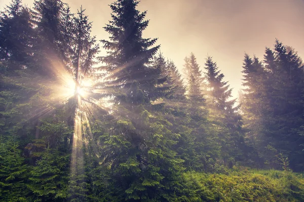 Grünen Wald in den frühen Morgenstunden — Stockfoto