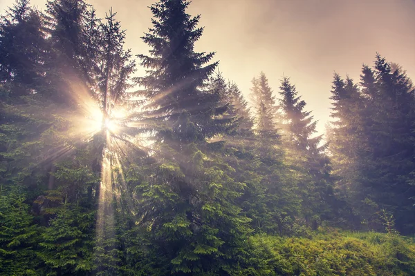 Groene bossen in de vroege ochtend — Stockfoto