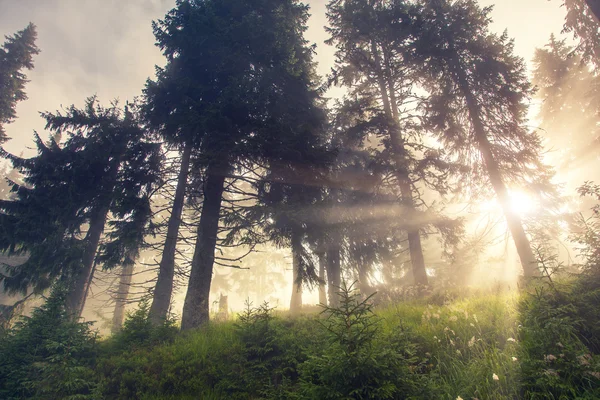 Grünen Wald in den frühen Morgenstunden — Stockfoto