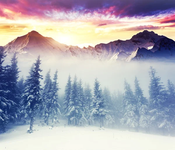 Večerní Zimní krajina — Stock fotografie