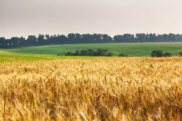 Tarweveld en blauwe lucht — Stockfoto