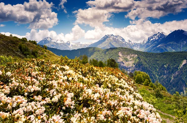 Альпійські луки з квітами рододендрона — стокове фото