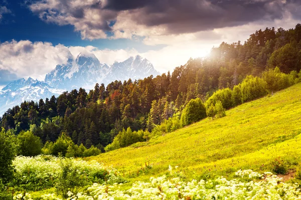 Alpine meadows görünümünü — Stok fotoğraf
