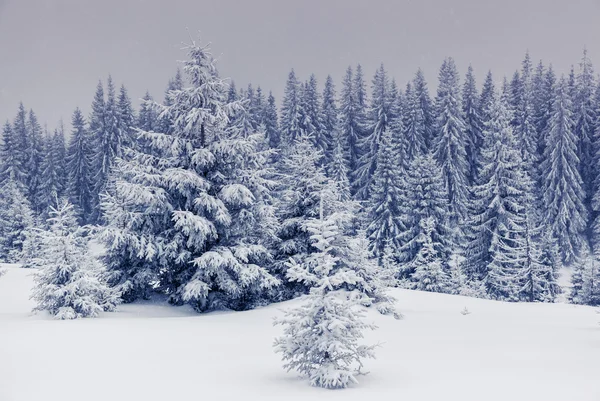 Traumhafte Winterlandschaft. — Stockfoto