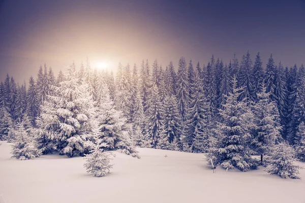 Fantastisch winterlandschap. — Stockfoto