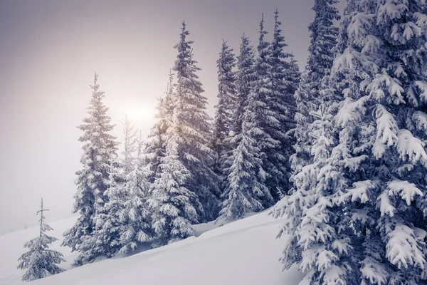 Fantastisch winterlandschap — Stockfoto